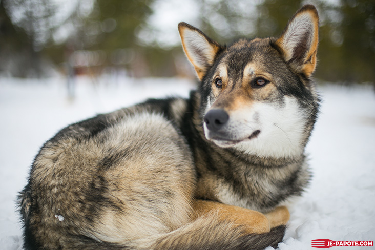 husky laponie