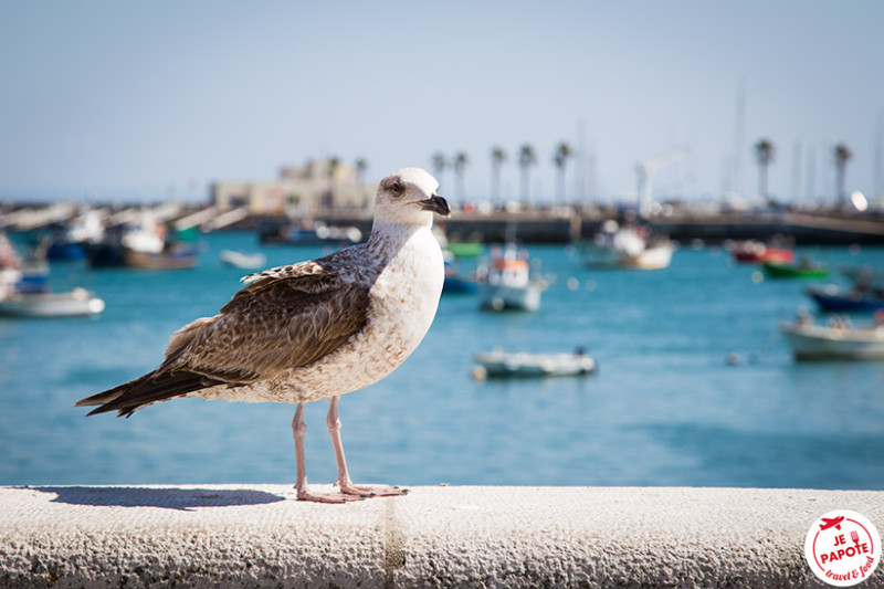 mouette cascais