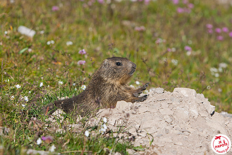 Marmotte