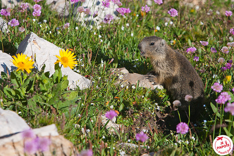 Marmotte