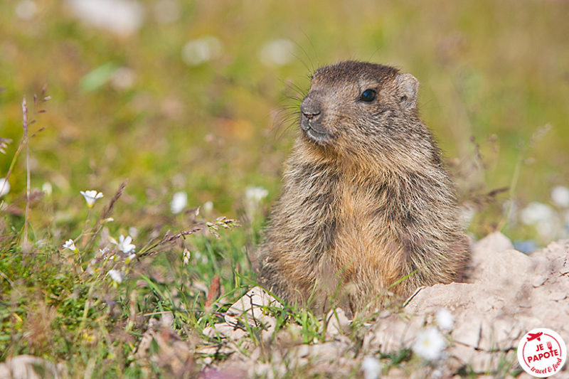 Marmotte