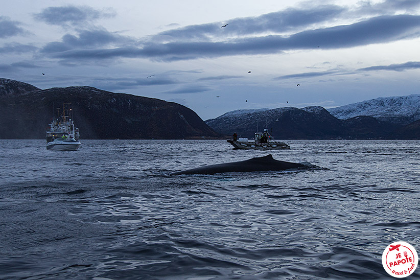 Baleine Norvège