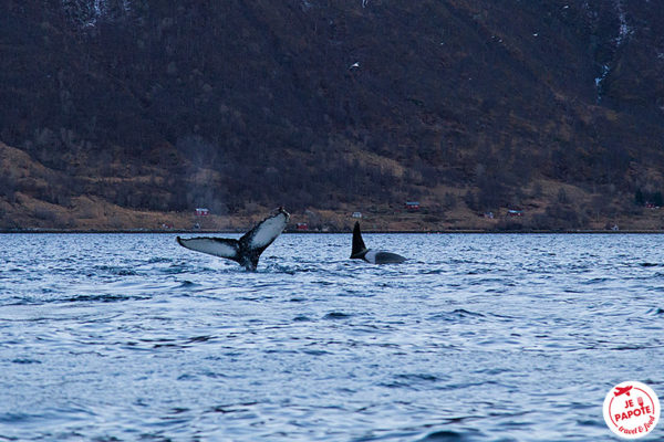 Voir Les Orques & Les Baleines à Tromso / Skjervøy (Norvège)