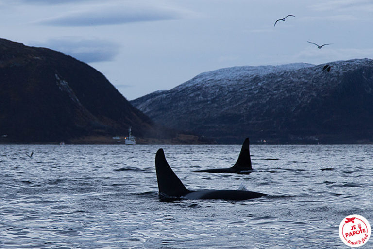 Voir Les Orques & Les Baleines à Tromso / Skjervøy (Norvège)