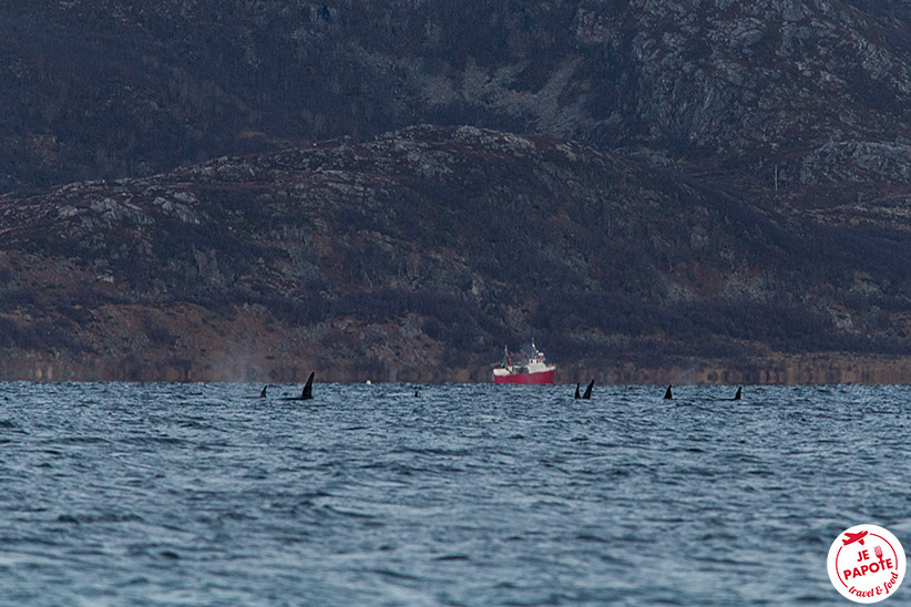 Où voir les orques en Norvège ?