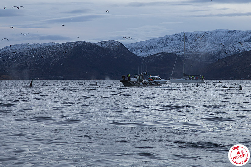 Voir les orques en Norvège