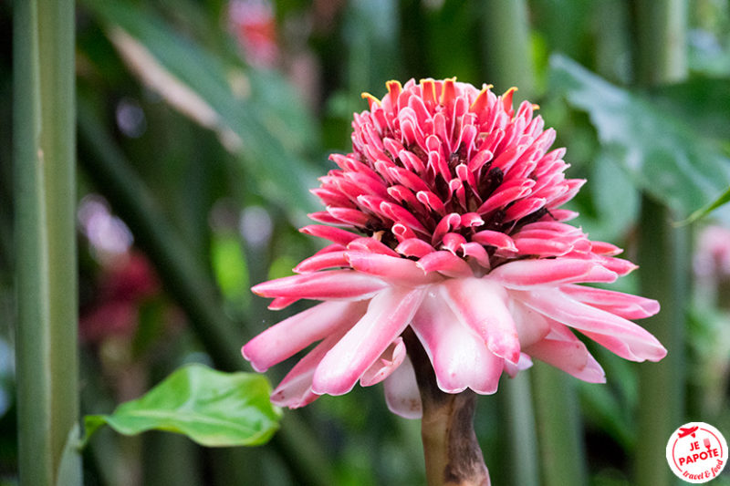 fleur guadeloupe