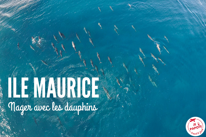 Nager avec les dauphins et baleines La Réunion : Snorkeling avec