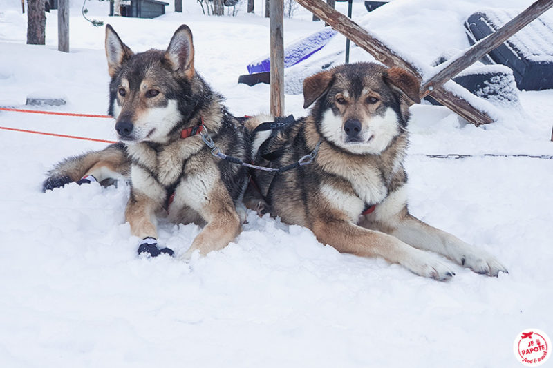 chiens traineau