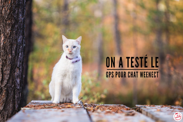 On A Teste Le Gps Pour Chat Weenect Je Papote